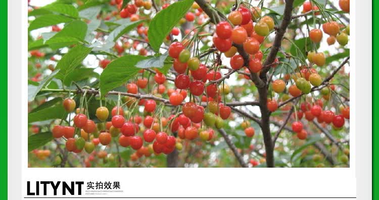 车厘子苗哪里有