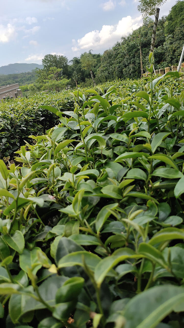 5折 海丰莲花山 海丰莲花山 绿茶本山 绿茶高山坪 上潮汕 炒茶明前