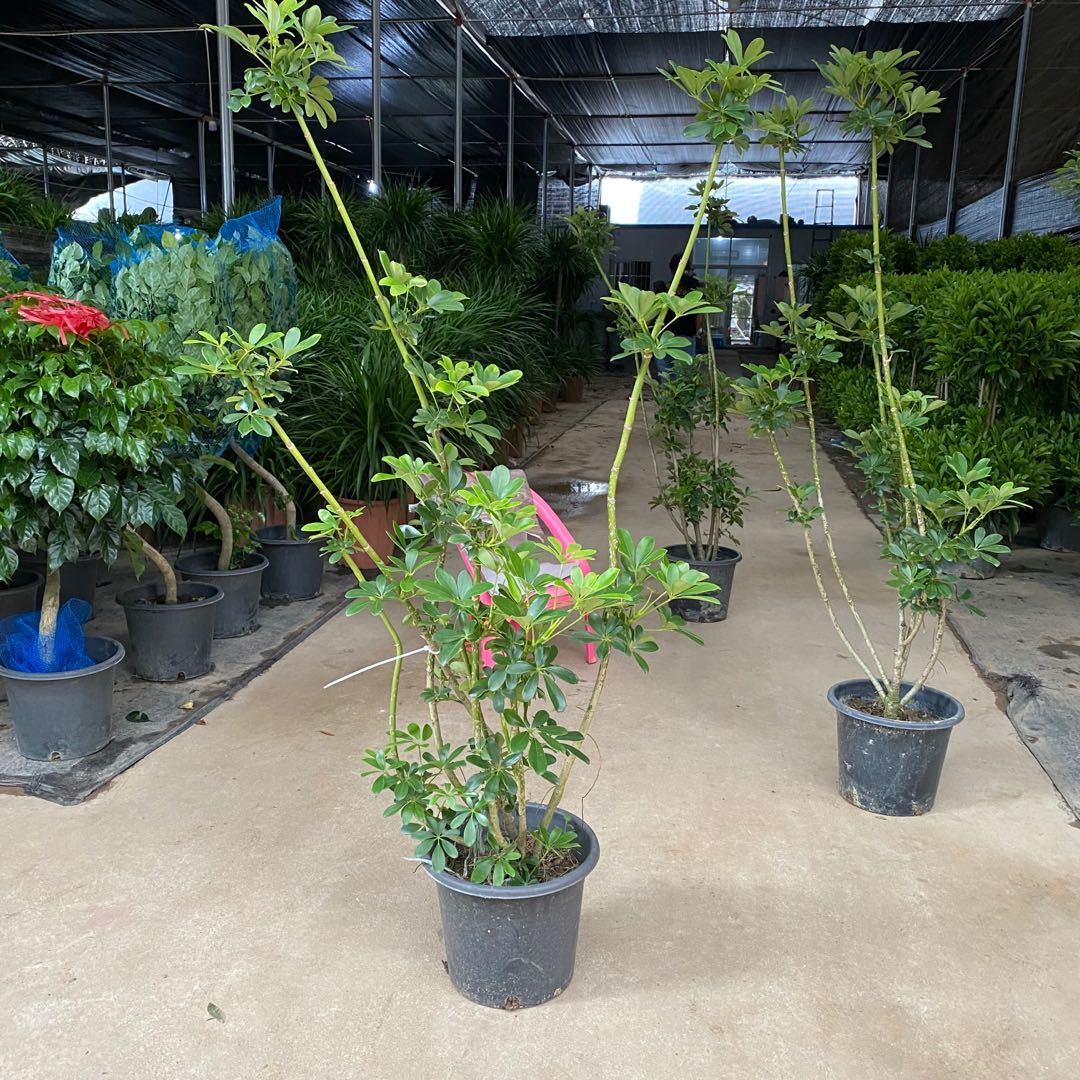 造型鸭脚木盆栽室内办公室客厅大型绿植北欧风盆栽净化空气吸甲醛