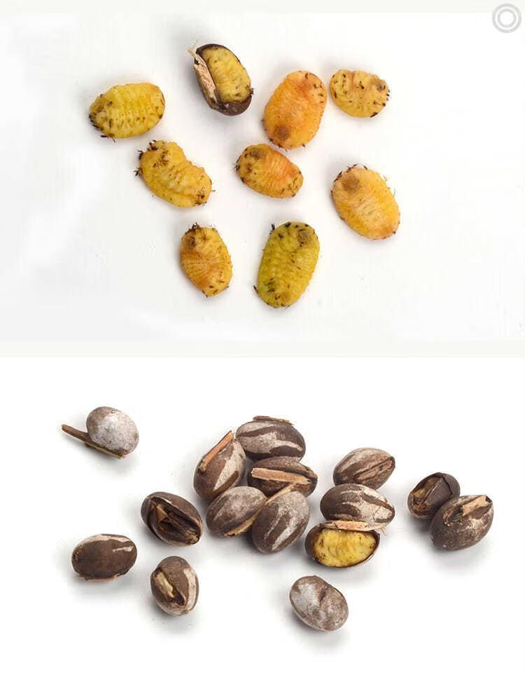 坦克虫蜜袋鼯魔王仓鼠零食洋辣子虫子虫卵幼虫粮食野生新鲜洋辣罐 三