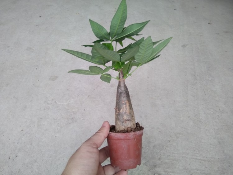 发财树苗盆栽辫子独杆小盆景金钱树发财树小苗落地大发财树办公客厅