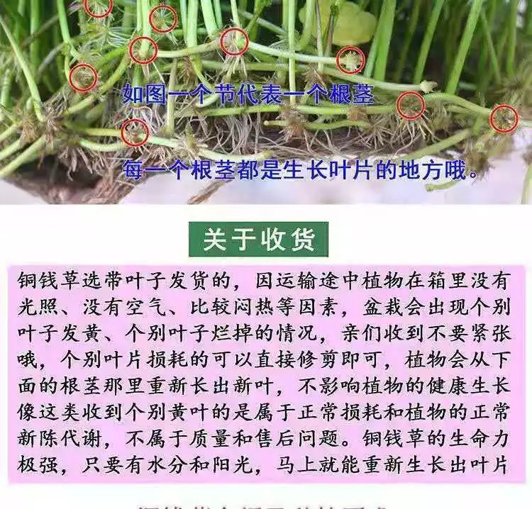 15，銅錢草水培植物辦公室桌麪盆栽金錢草花卉室內水養綠植 銅錢草帶葉2盆+肥【不含盆】