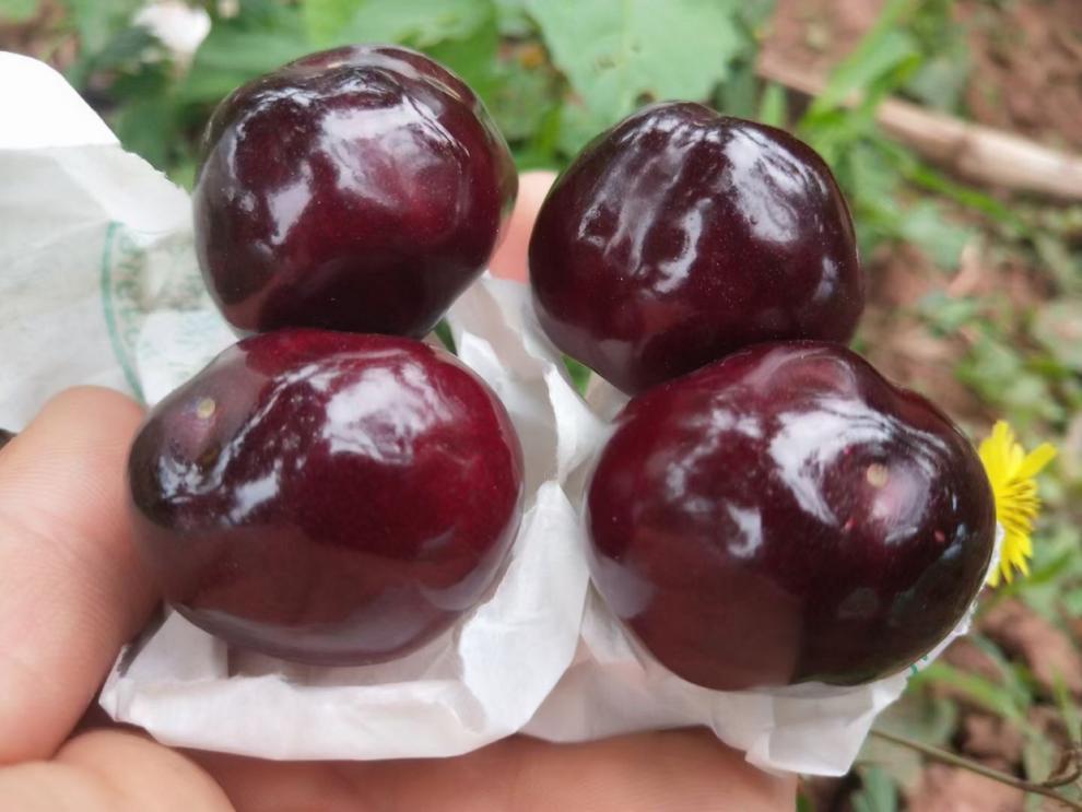 甘肃天水套袋大樱桃新鲜水果国产黑珍珠车厘子皮薄多汁 团建送礼生鲜