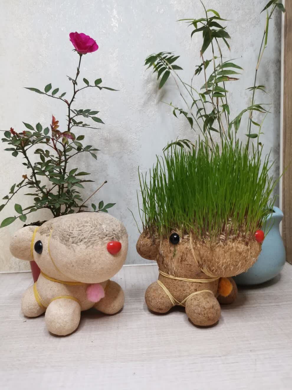 长草娃娃创意绿植桌面迷你小盆栽卡通办公室青草种植儿童观察礼品金色