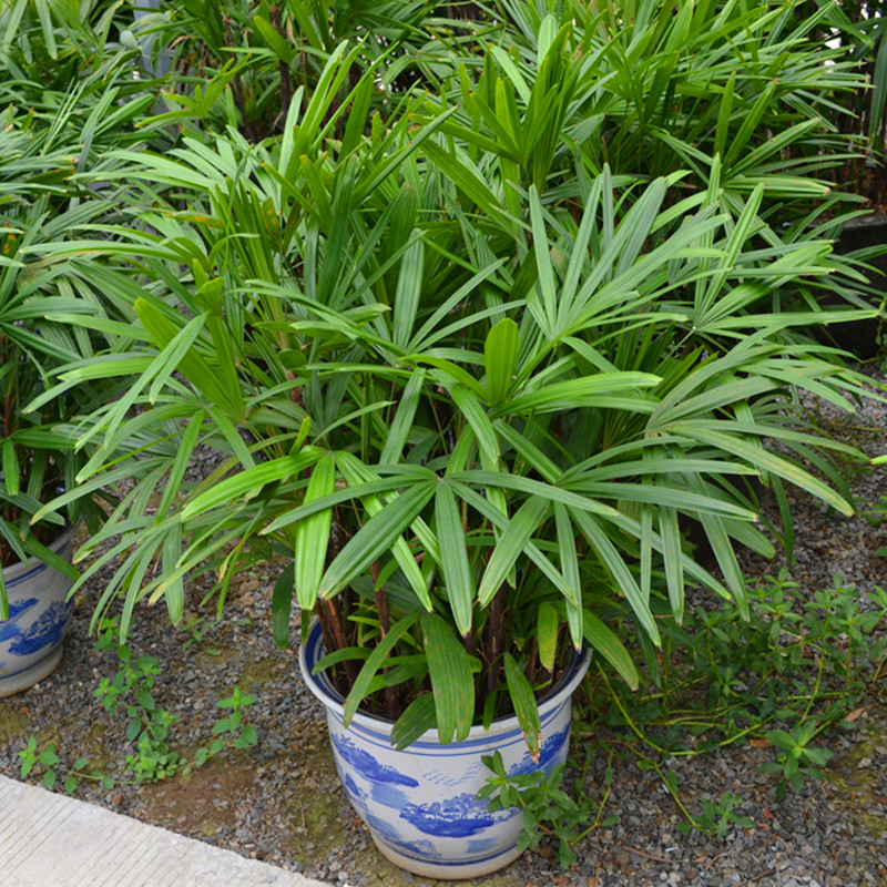 细叶棕竹金山棕竹小苗小叶观音竹棕榈常绿万年青植物室内大盆栽一盆40