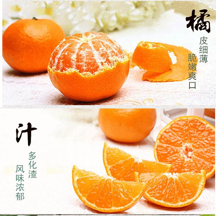 树苗盆栽带果发货金桔树苗嫁接苗果树苗少核默科特4年苗51cm含80cm含