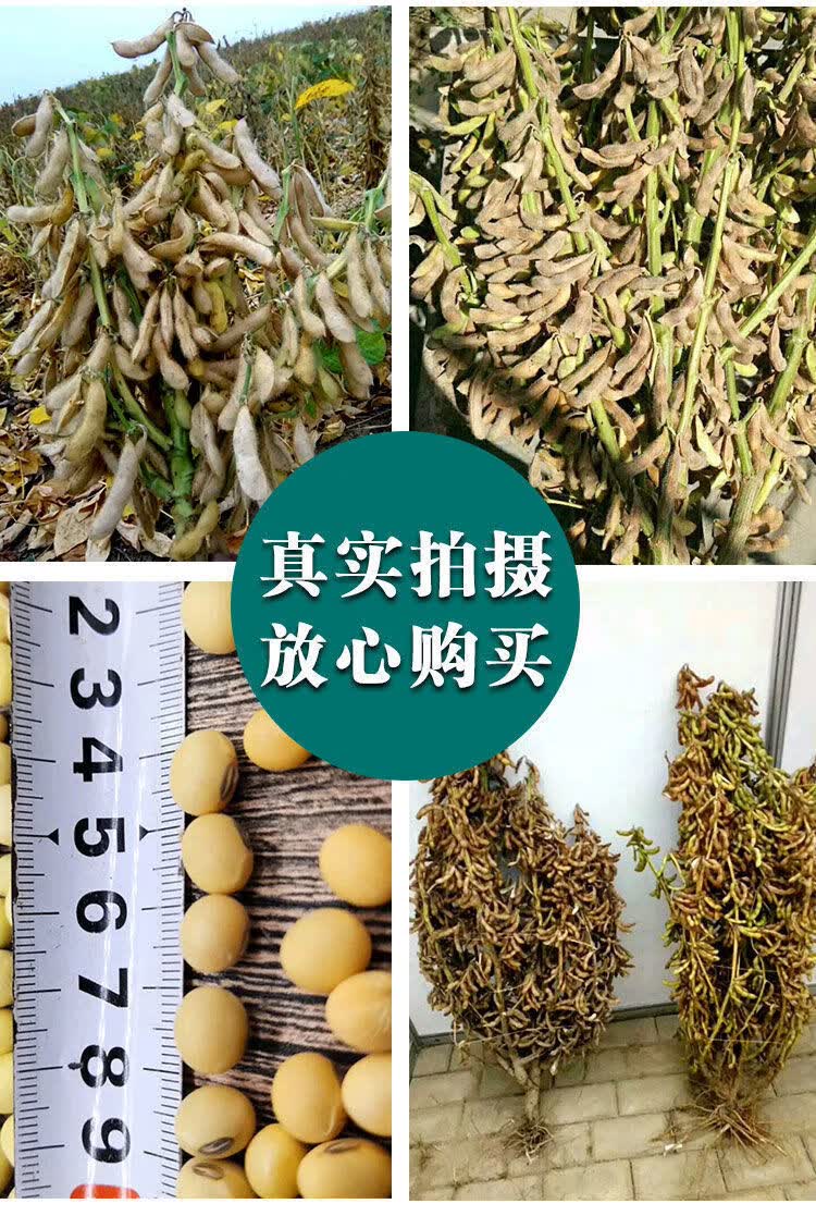 千斤豆黄豆种子春季大豆种籽大田基地抗病抗倒伏大粒黄豆种孑 千斤豆