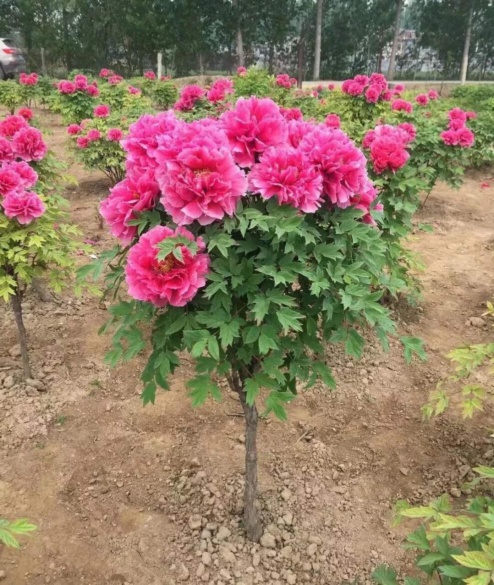 牡丹树大苗独杆花王牡丹树大树菏泽观赏牡丹树花苗百年牡丹对版 皇冠