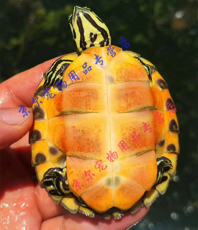 天弗火焰龟苗一对宽纹红腹小乌龟深水大龟宠物龟观赏龟活物纯底1只89