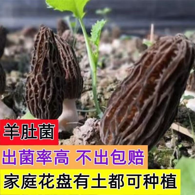 4233889b-35b6-48e0-a390-033d189dc5ca.jpe