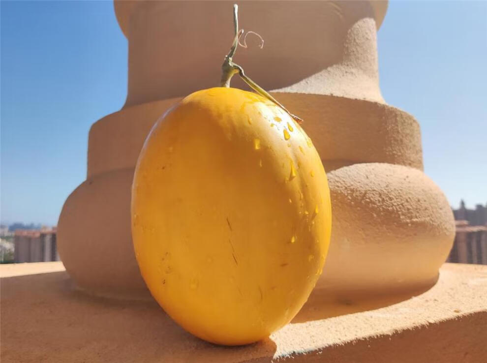 金美人沙地蜜瓜金镶玉8斤金美人蜜瓜黄金冰糖牛奶蜜瓜黄皮金香玉香瓜