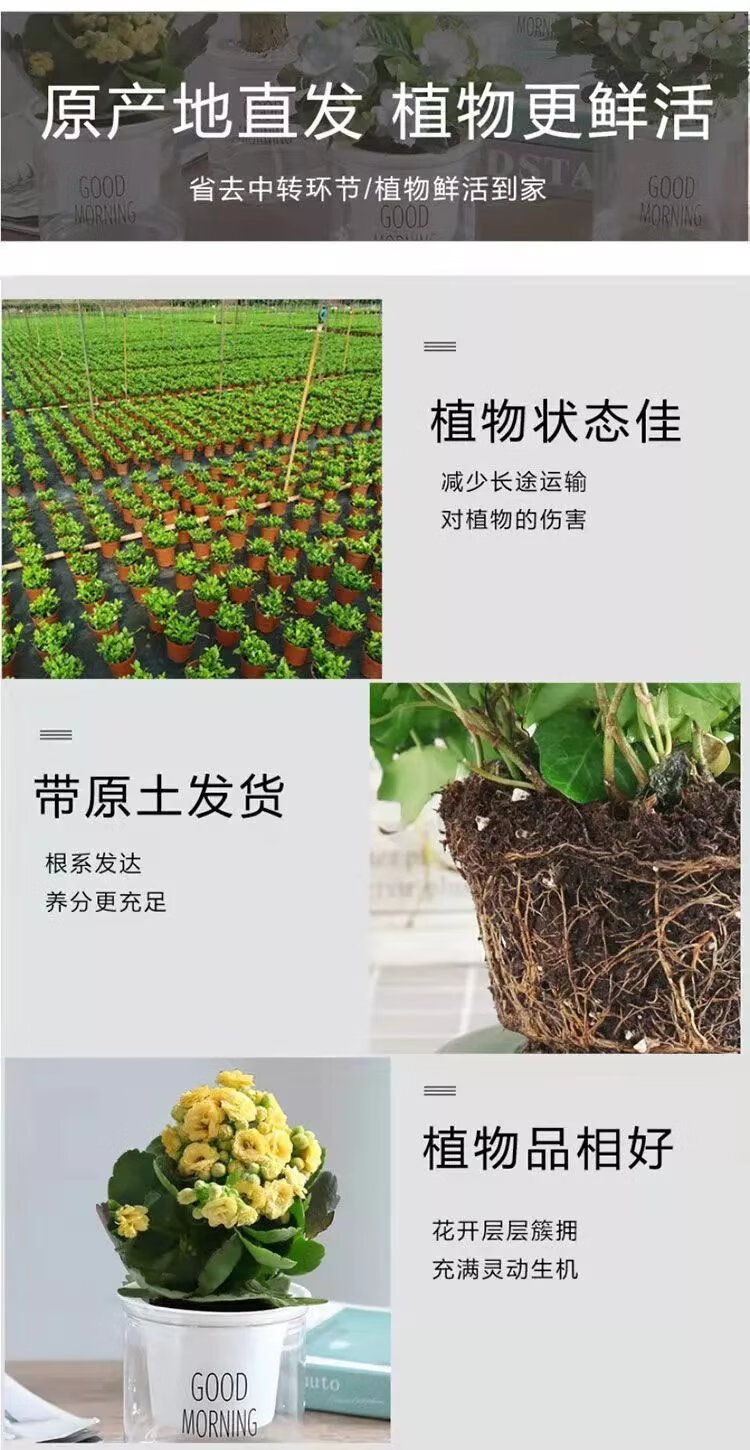 3，綠植盆栽花卉室內好養嬾人辦公室綠植梔子花發財樹九裡香水培植物 【花香】梔子花+九裡香 帶吸水盆栽好發貨