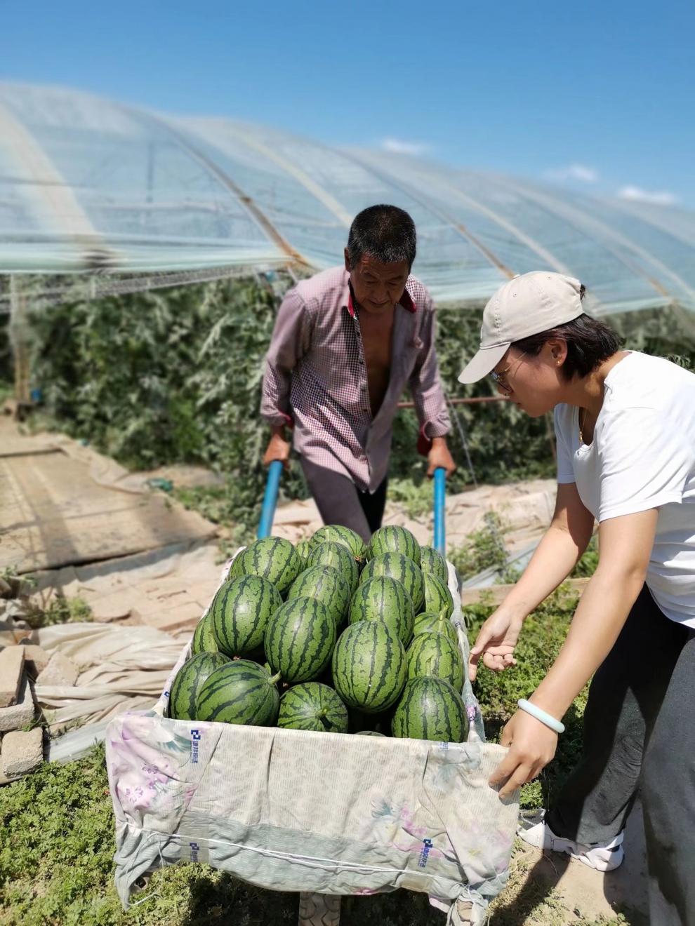 正宗庞各庄西瓜 大兴小西瓜 吊瓜 袖珍西瓜 新鲜采摘 好 18斤【图片