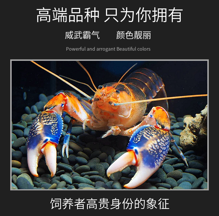 泽驭名宠观赏虾螯虾印尼火山破坏者星际天空蓝魔龙虾活体淡水蓝虾宠物