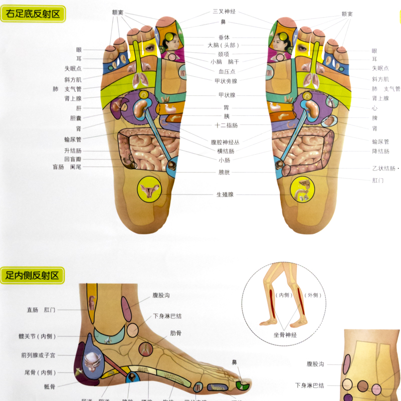 足腿部經穴與反射區標準掛圖 足腿部反射區足底按摩穴位圖掛圖健康