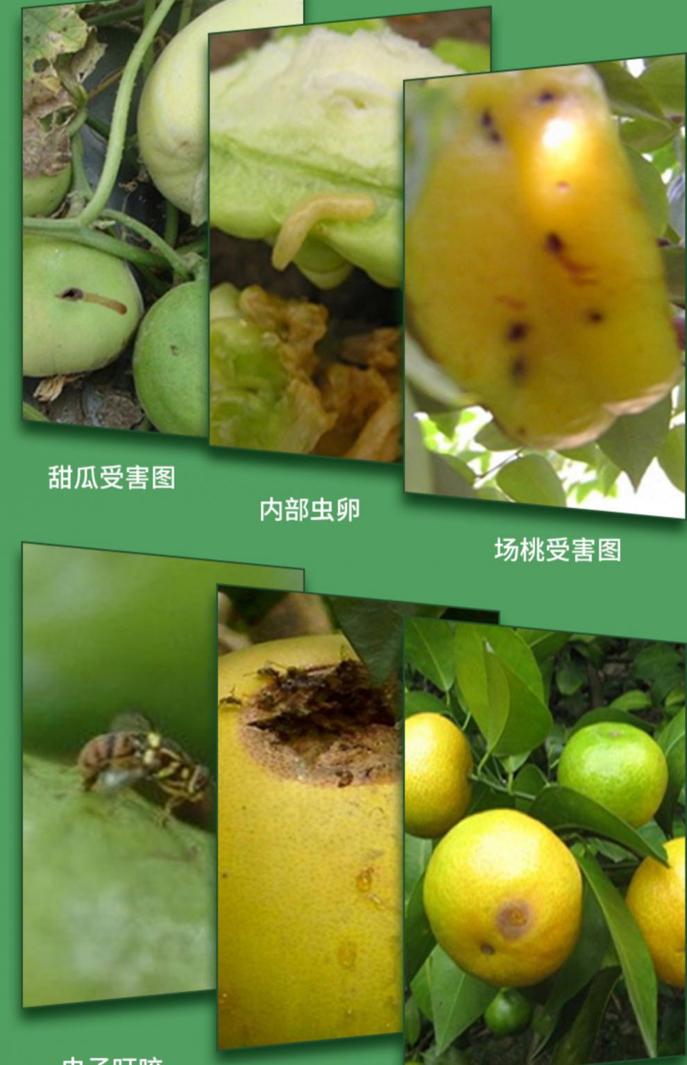 新型果实蝇诱粘剂瓜果蝇诱粘剂实蝇器粘板除小果蝇残翅幼虫灭杀神器