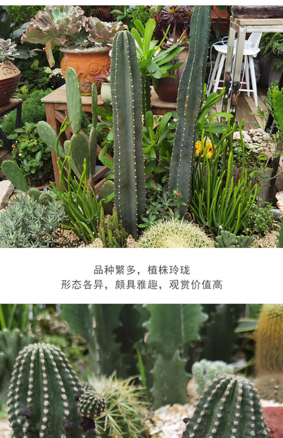 ad17146caa269d72.jpg