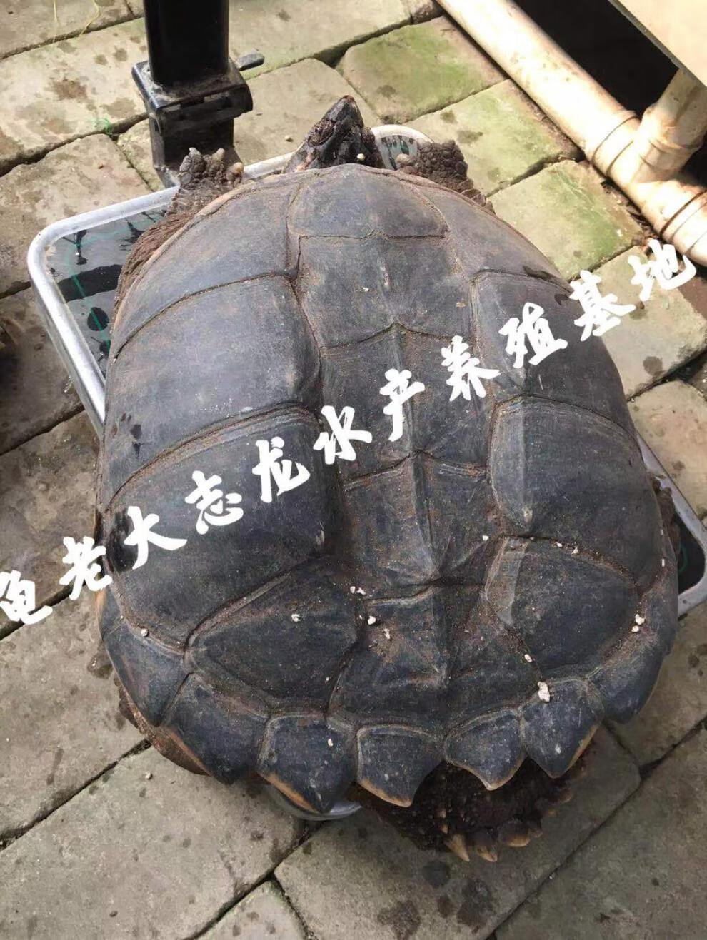 鳄鱼龟原产于美洲,在人工饲养条件下,年均增重可达1000克,出肉率高,为