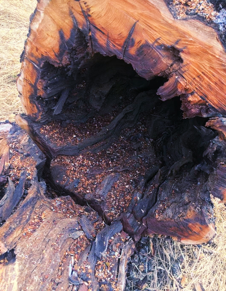 雷击枣木原木雷劈千年枣树道教法器 自然雷纹真正雷击木 雷击桃木 t