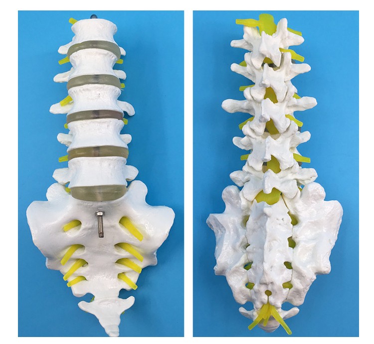 自然大人體五節腰椎模型帶骶骨尾骨腰椎椎間盤模型教學骨骼模型a款