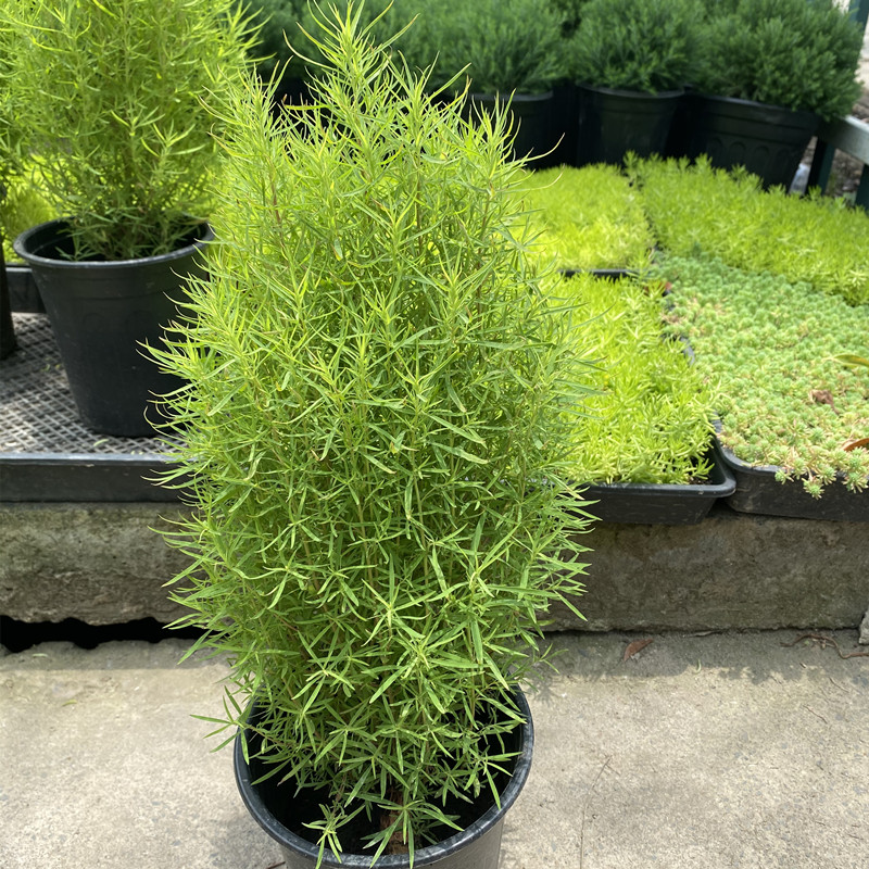 地肤盆栽驱蚊球 孔雀松 狮子头花苗庭院阳台花卉花镜植物耐热 地肤1