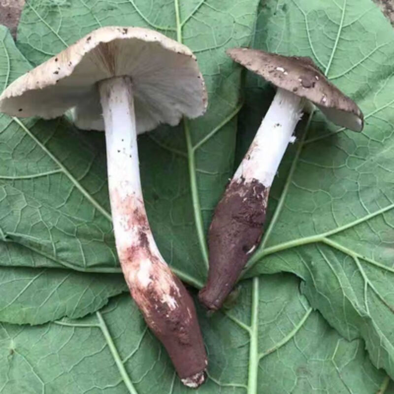 四川新鲜鸡枞菌伞把菇鸡肉丝菇斗鸡骨白蚁菰伞菇重庆特产500g 野未开