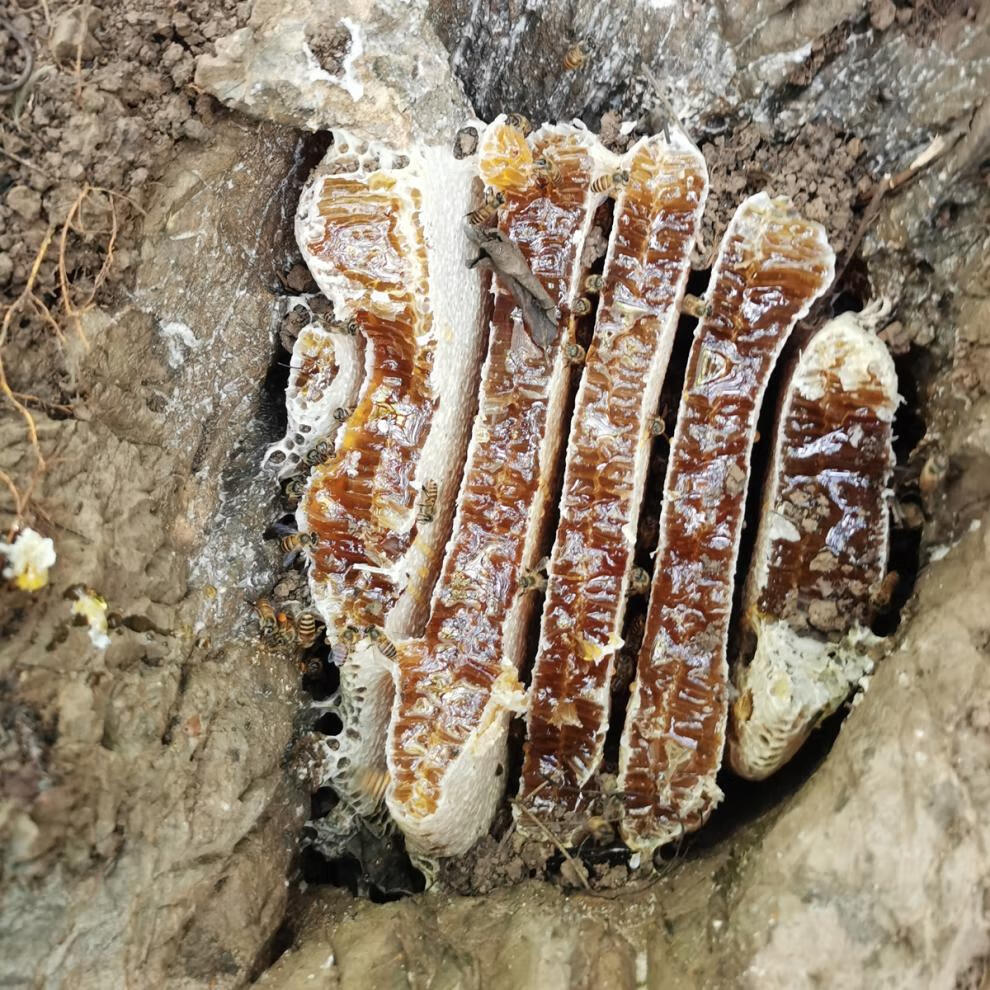 蜂巢蜜纯正天然野生土蜂蜜块老巢蜜蜂巢块百花蜜结晶蜜蜂蜜嚼着吃