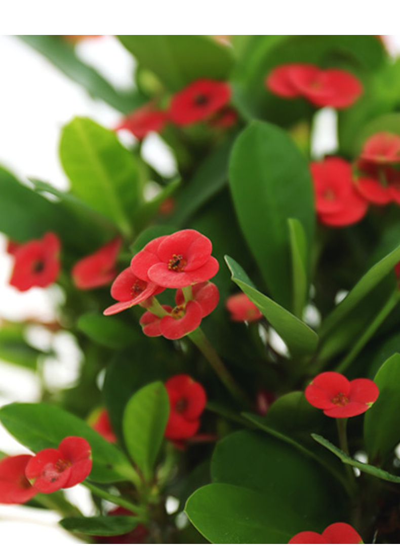 中梦 铁海棠盆栽花卉室内盆景绿植四季虎刺梅办公阳台花卉植物 铁海棠