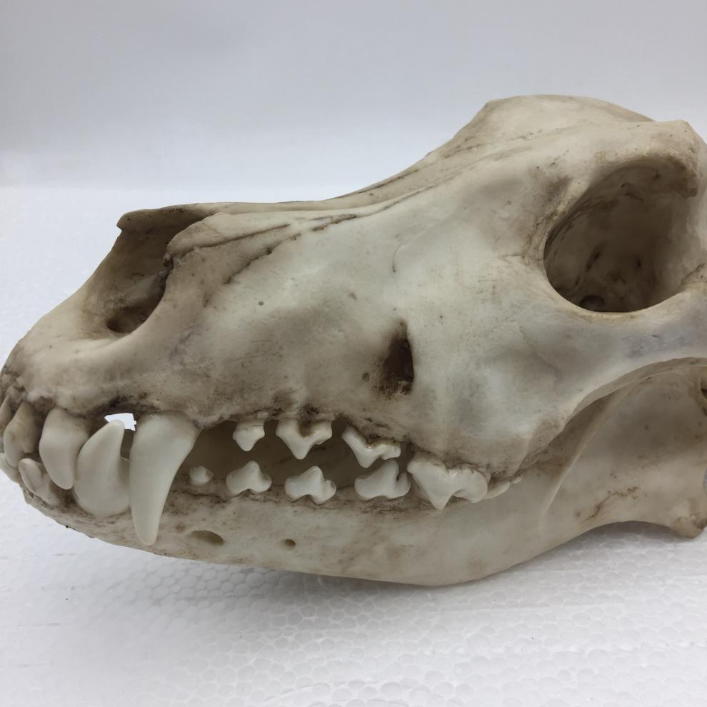 赤槿高档轻奢定制送同事朋友商场同款动物狼头骨模型标本化石绘画教学