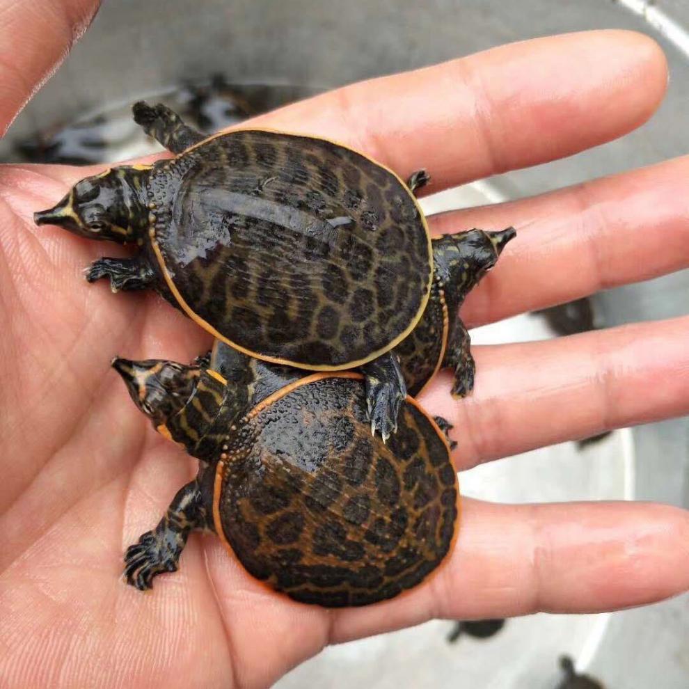 珍珠鳖活体观赏甲鱼乌龟活体鱼缸清道夫角鳖苗宠物深水龟 单身一只 3