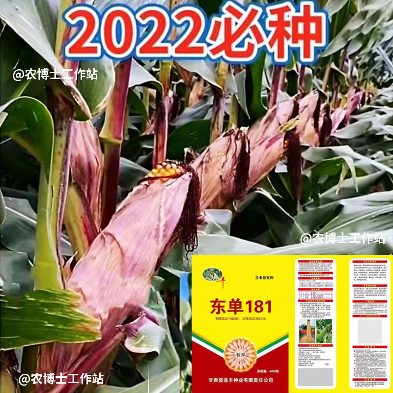 玉米種子批發高產大棒苞谷種新品種沃玉3號東單1331良玉99 東單181-1