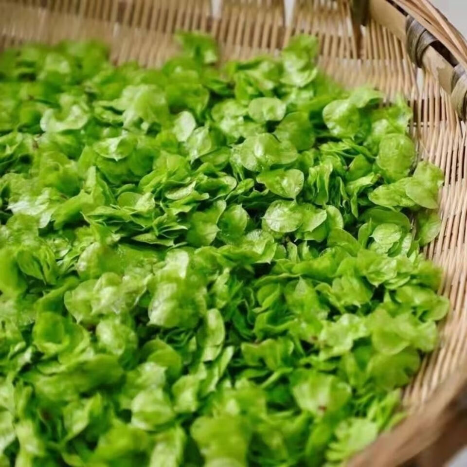 【jd滋补】2022年现摘新鲜榆钱叶榆钱窝窝菜野菜榆钱串子榆树叶1斤3斤