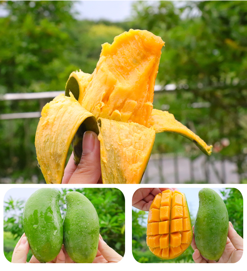 顺丰直达 田东桂七芒广西百色特产芒果新鲜应季水果独特香味果香浓郁
