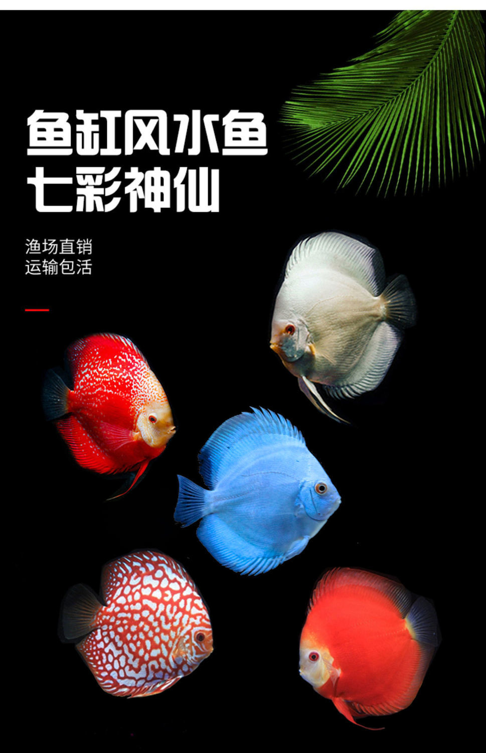 10056401467997商品名称:萌小鼠七彩神仙鱼观赏鱼活体鱼热带鱼淡水