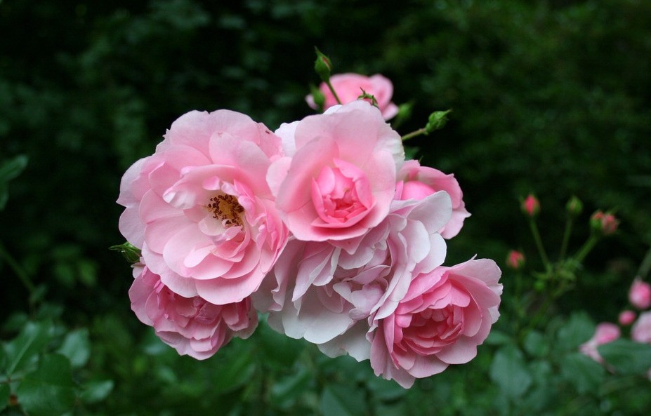 tllz玫瑰花种子四季易播 阳台室内盆栽花卉 鲜花种子 春秋冬季花草