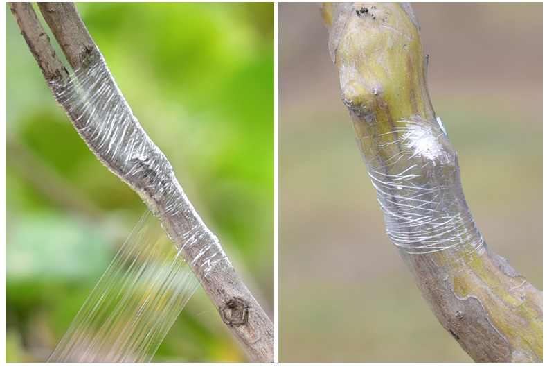 自粘式嫁接膜果树嫁接专用膜园林苗木手工缠绕膜透明嫁接带芽接刀 5