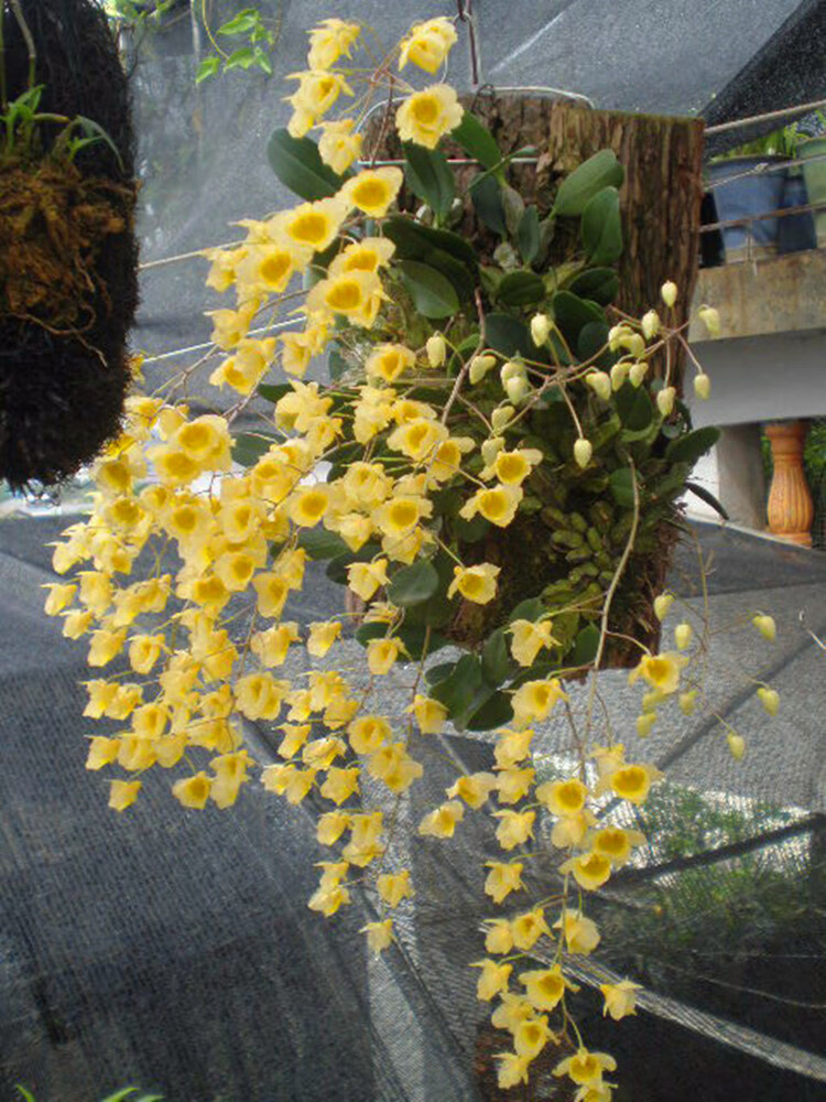 蓓莅矮种石斛矮小石斛龟背石斛小龟背石斛喉红石斛石豆兰金耳环石橄榄