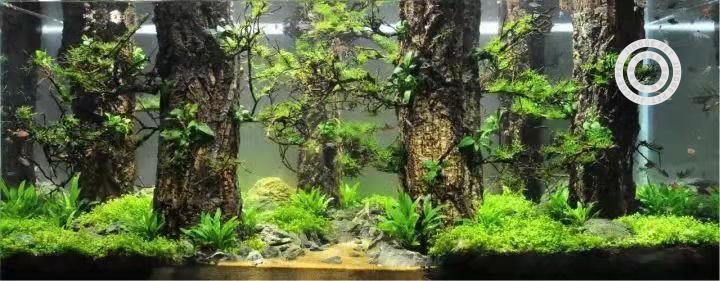 鱼缸沉木森林树干水草造景木树枝雨林缸装饰乌龟缸杜鹃根香槟树枝
