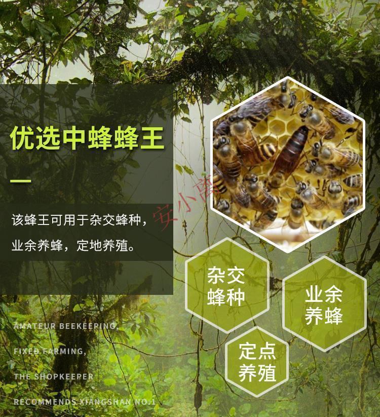 王蜜蜂蜂王活体产卵王双色杂交王 红环产卵王(包活包产卵)【图片 价格