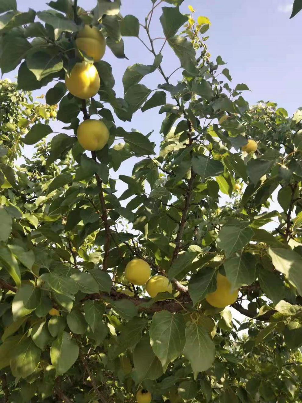 颜曼箐 顺丰 露天大黄杏新鲜现摘阳高大接杏山西杏子孕妇酸甜水果多汁