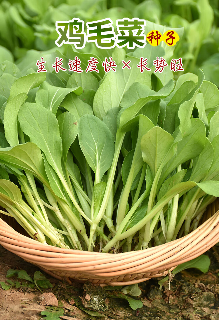 鸡毛菜种子青菜四季小青菜种籽阳台盆栽春秋冬季播500克