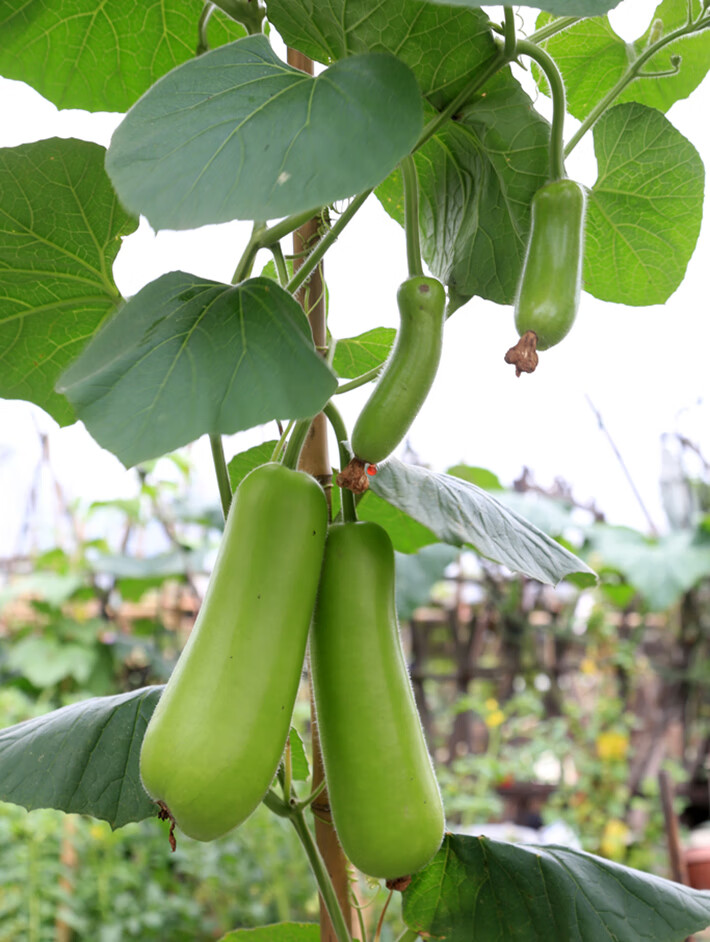 长瓠子瓜种子食用甜瓠子菜葫芦籽早生抗病春播蔬菜农家庭院10g原装