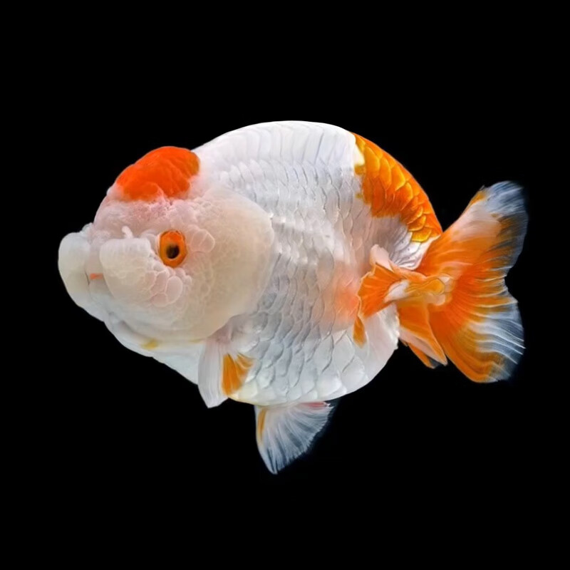 水墨玉兔虎皮重墨红白寿活体观赏鱼宠物鱼 留养11-13cm玉兔兰寿【图片