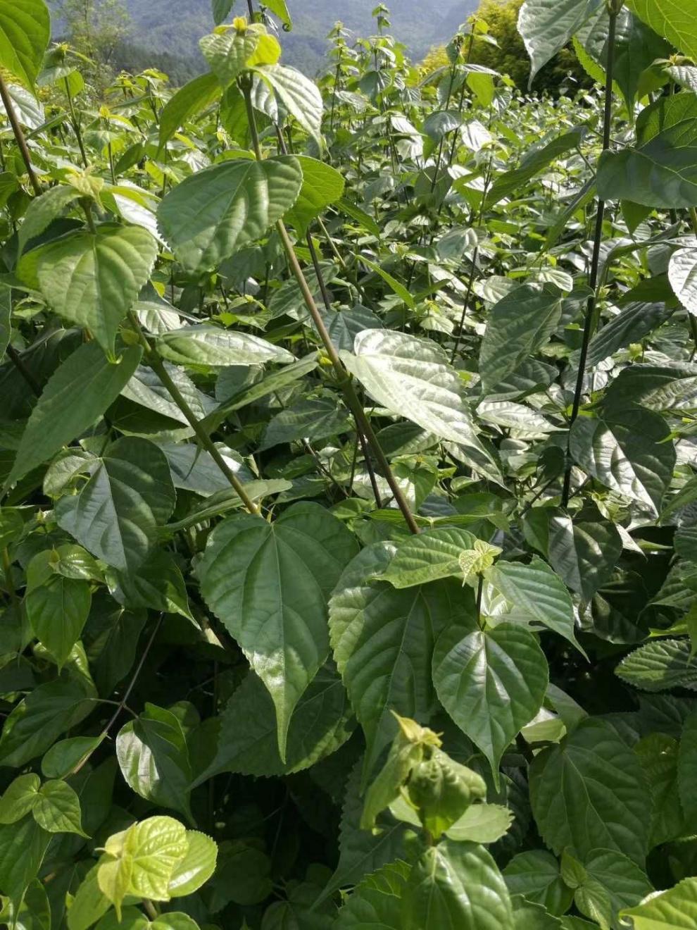 竹溪特产树叶凉粉10包装 神仙豆腐150克可做10斤凉粉制作简单不过滤