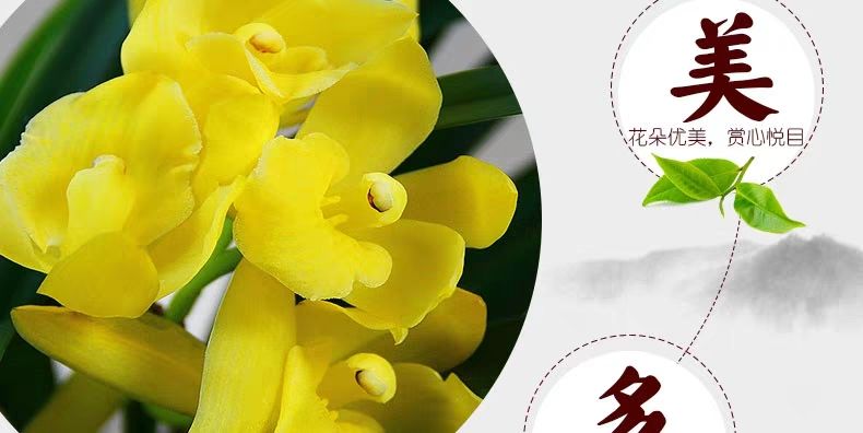 绿植盆栽批发价格