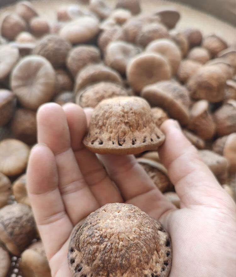 北京原料风流果野生益肾掉藤果天竺粒子泡酒材料果厚鳞柯内廷上用