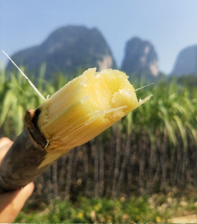 广西黑皮甘蔗新鲜整根正宗特产鲜甘蔗手撕薄皮脆皮红皮甜甘蔗 2整根