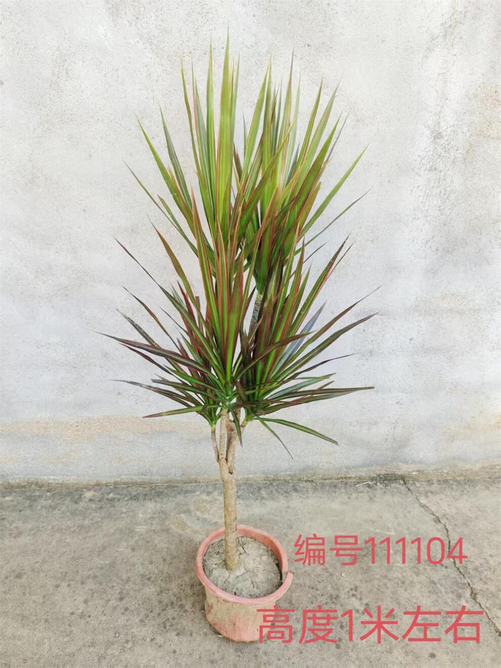 74e3e74c60082fea.jpg