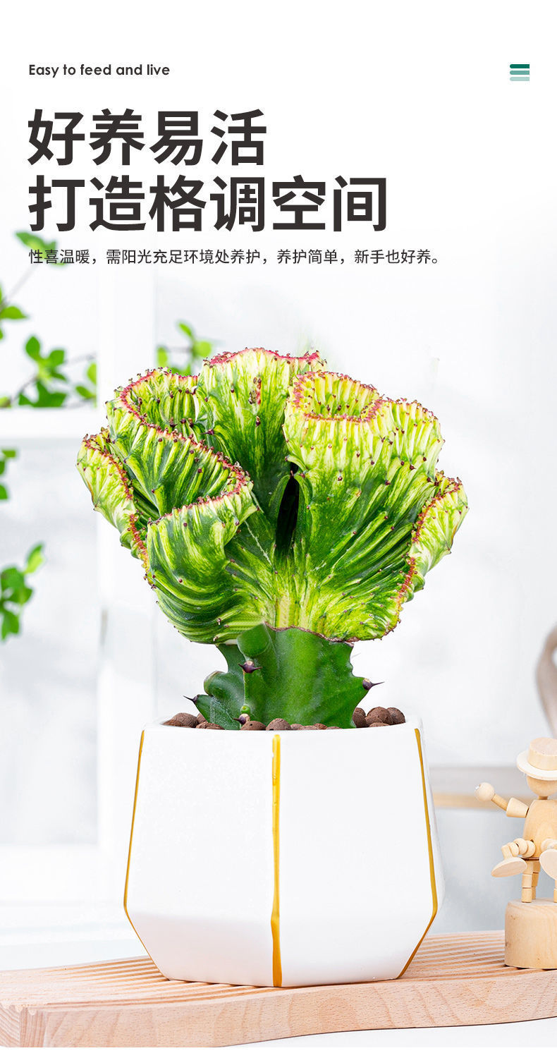 多肉植物玉麒麟盆栽仙人掌彩麒麟盆栽室内客厅花卉绿植盆栽秋颖风水青