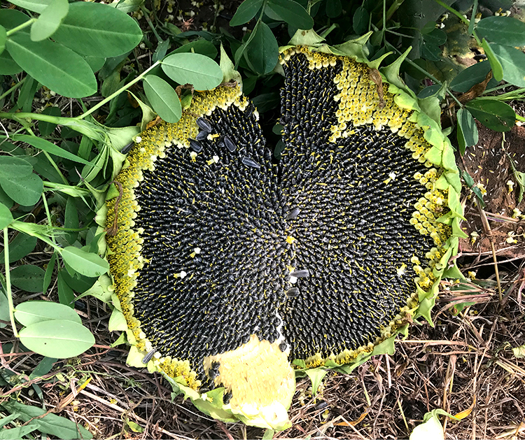 向日葵種子大粒三道眉食用葵矮杆油葵高產瓜子四季盆栽觀賞葵花籽 矮